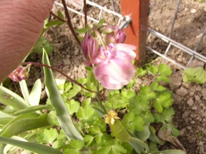 Aquillegia