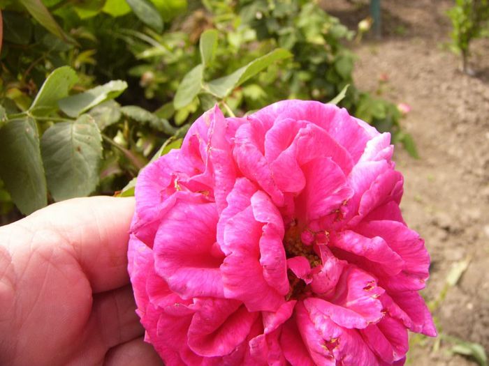 P1200466