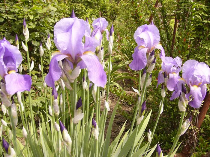 Iris Palida - Anul 2014