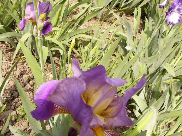 P1200509