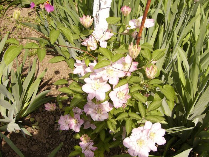 Clematita Inocent Blush
