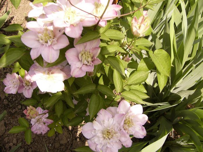 Clematita Inocent Blush - Anul 2014
