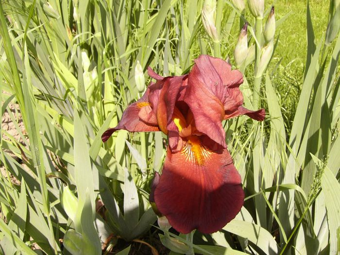 Iris Sultan,s Palace