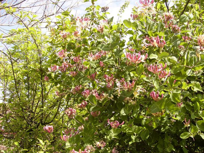 Lonicera