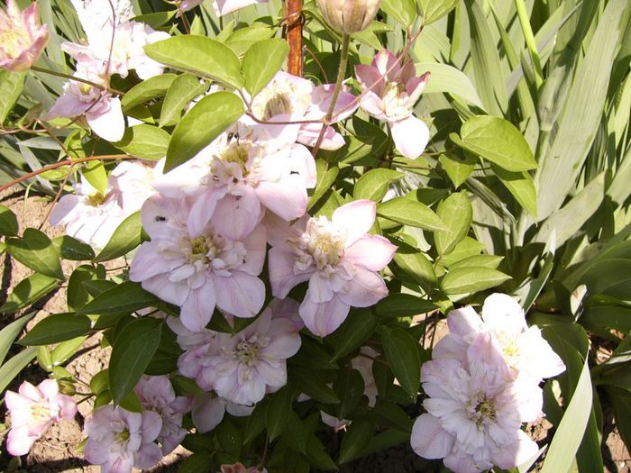 Inocent Blush