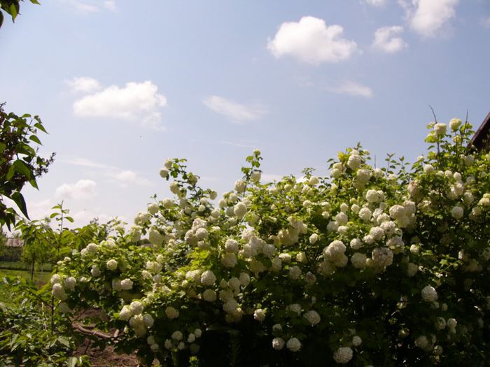 Viburnum Opulus - Anul 2014