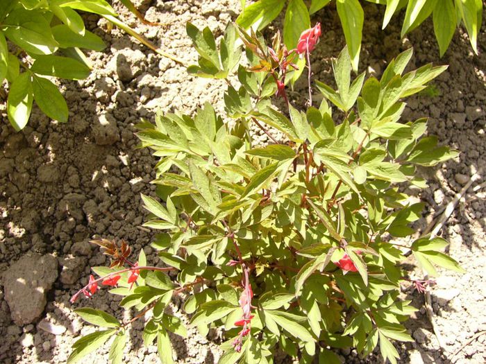 Dicentra red Valentine