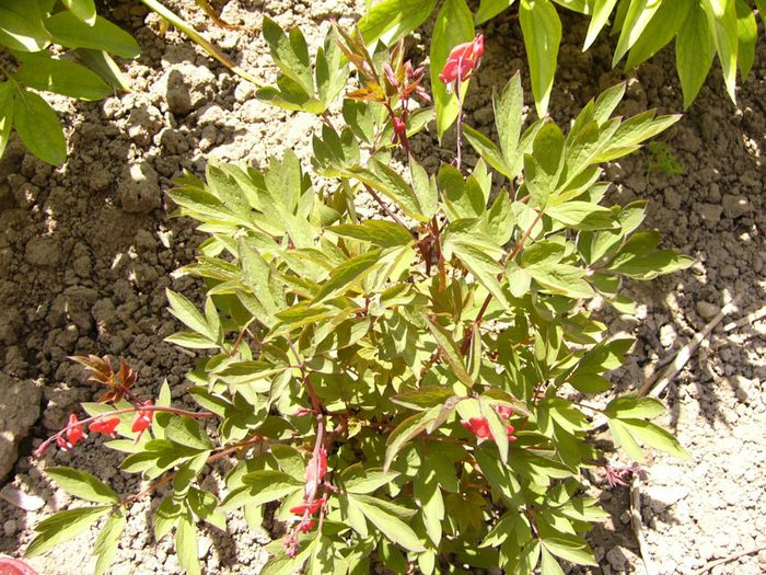 P1200594