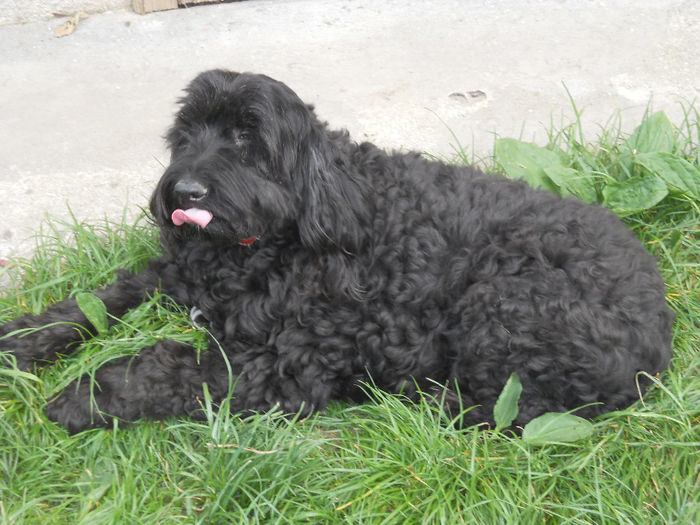 pupă-mă-n...limbă