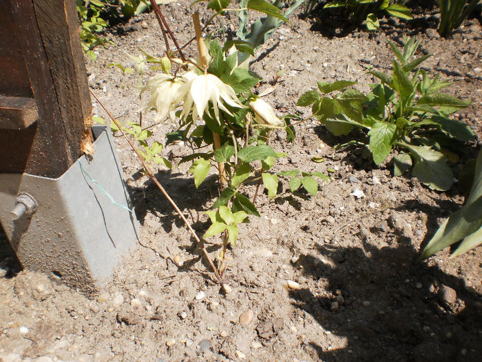P4260585; clematita galbena ( a fost plantata in toamna)
