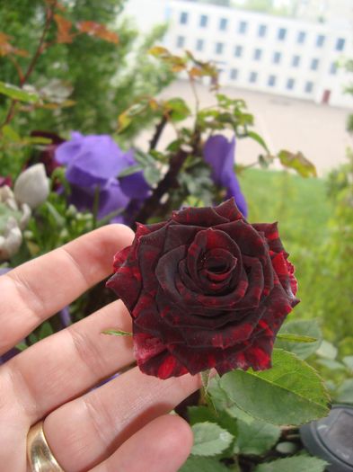 079 - EVOLUTIA TRANDAFIRILOR