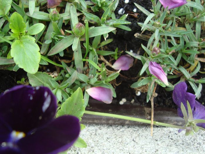 077 - EVOLUTIA TRANDAFIRILOR