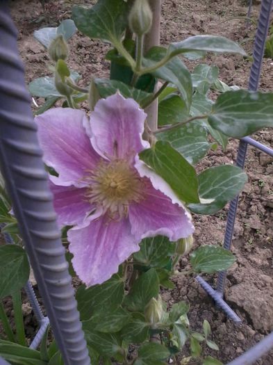 clematis piilu - Clematite 2014