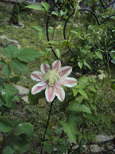 DSC03747 - 1 Clematite 2014