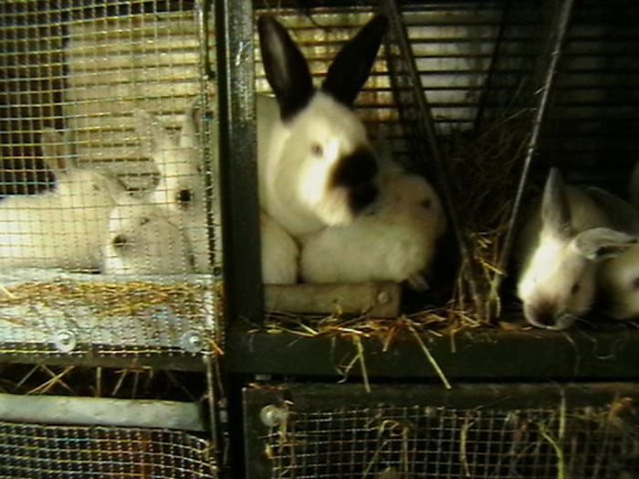 IMGA0928 - ADAPOST - CALIFORNIAN