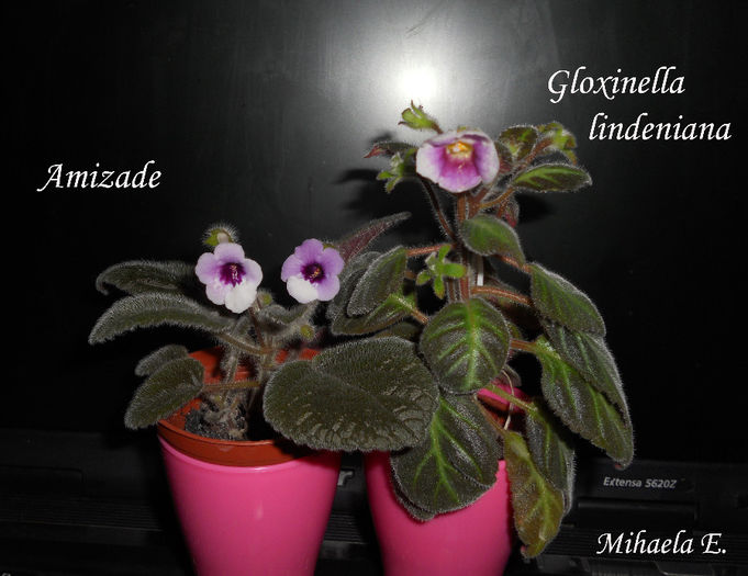 DSCN6293 - Sinningia 2014