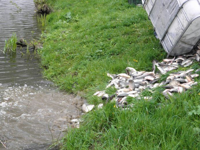 P4250076 - PESCUIT 2014