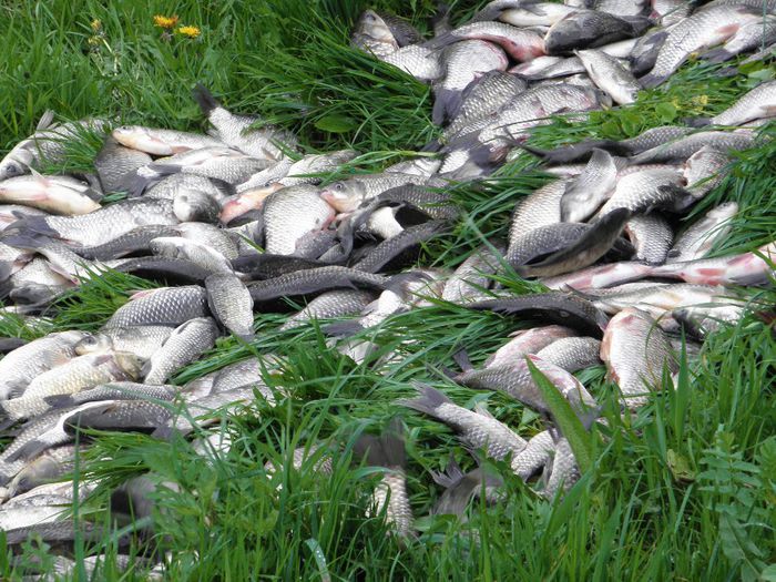 P4250077 - PESCUIT 2014