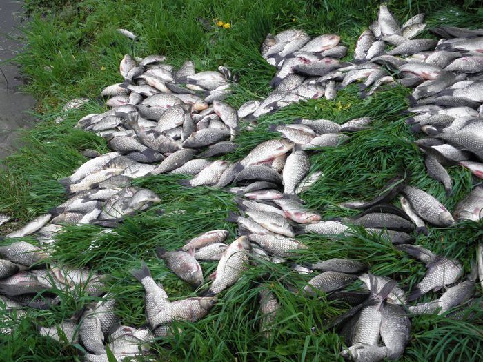 P4250079 - PESCUIT 2014