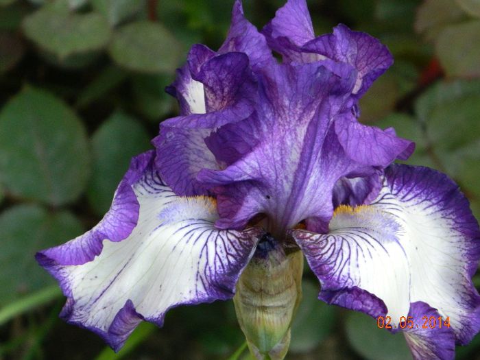 DSCN7275 - Flori 2014
