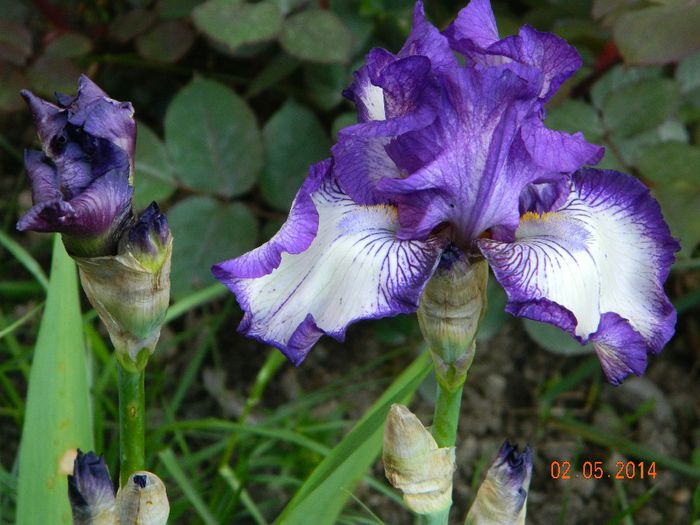 DSCN7276 - Flori 2014