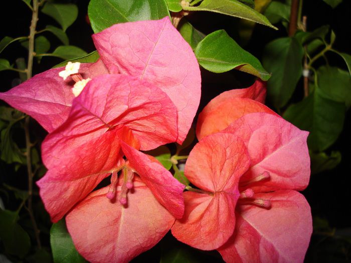 DSC08225 - BOUGAINVILLEA