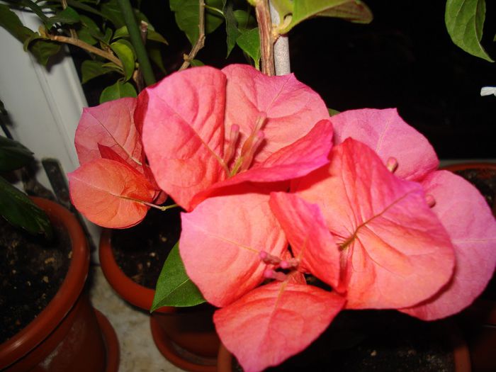 DSC08227 - BOUGAINVILLEA