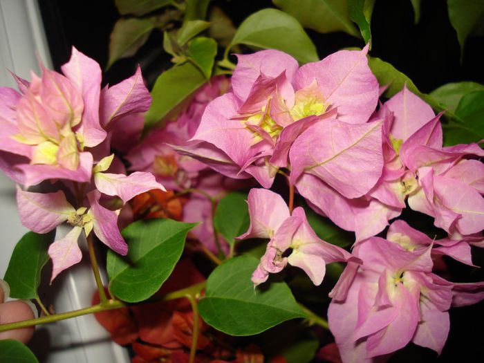 DSC08231 - BOUGAINVILLEA