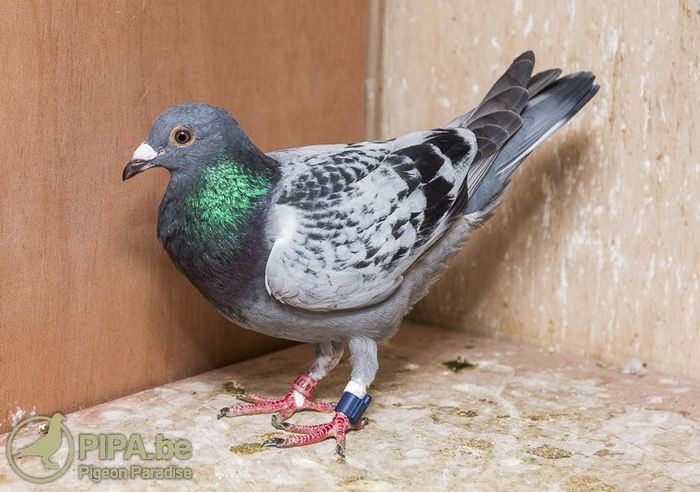 de_vroe_van_gaver_nationale_winnaar_op_hok