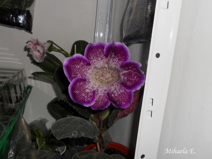 DSCN6383 - Gloxinia 2014