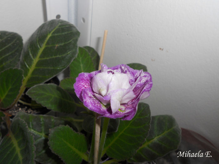 DSCN6439 - Gloxinia 2014