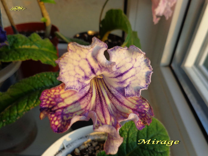 Mirage(3-05-2014)