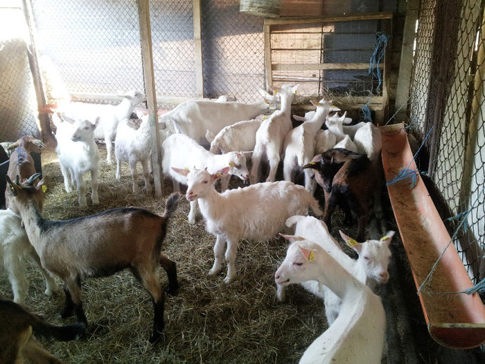 20140502_171213 - Iedite si iezi 2014 Saanen si Alpina