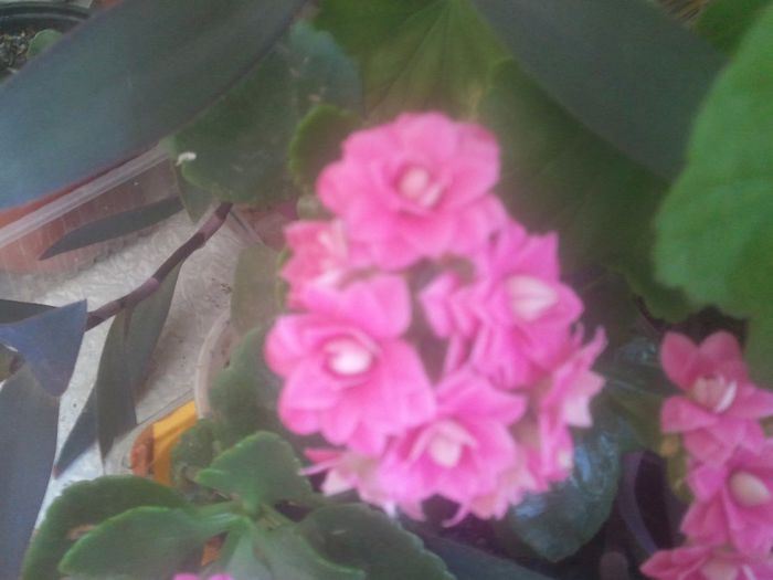 2014-05-02 11.32.50 - kalanchoe flori