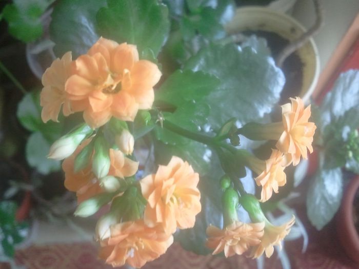 2014-05-02 11.33.09 - kalanchoe flori