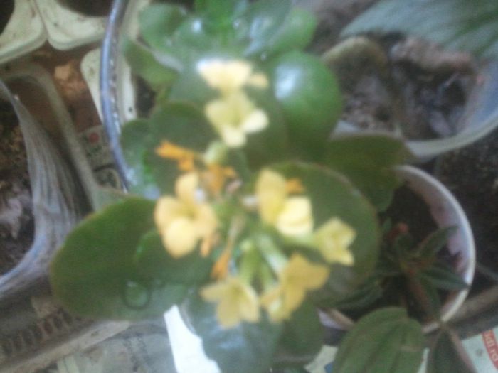 2014-05-02 11.33.34 - kalanchoe flori