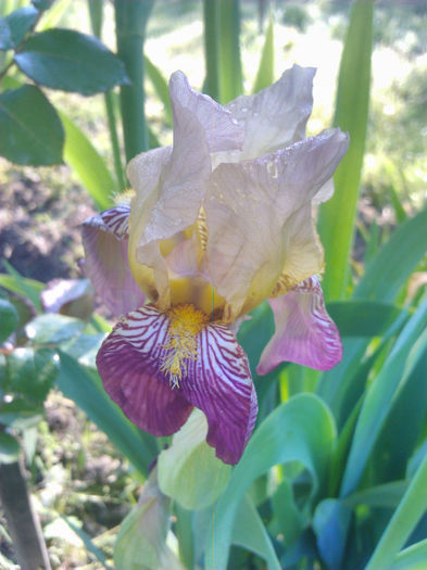 Iris - Flori - 2014