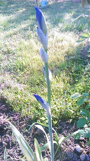 Iris variegat - Flori - 2014