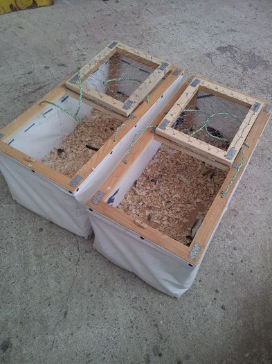 2014-04-25 17.05.42 - Cusca transport porumbei zaplas burduf plianta cos