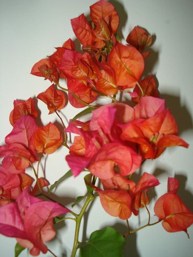 DSC08254 - BOUGAINVILLEA