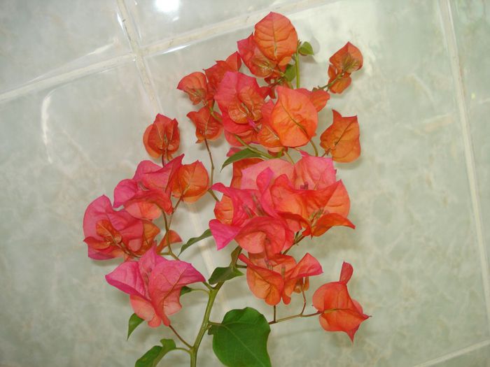 DSC08243 - BOUGAINVILLEA