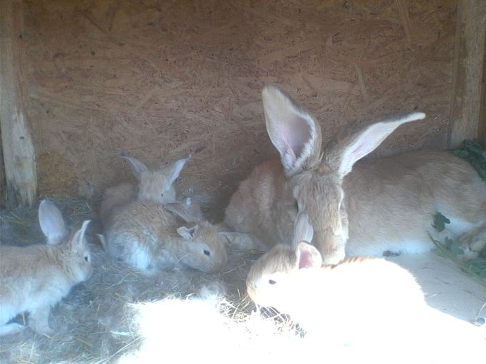 DE VANZARE CU TOT CU PUI