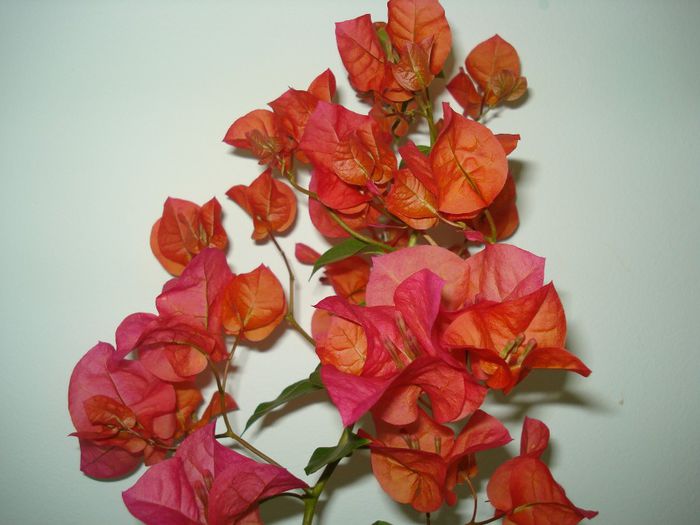 DSC08253 - FLORI 2014
