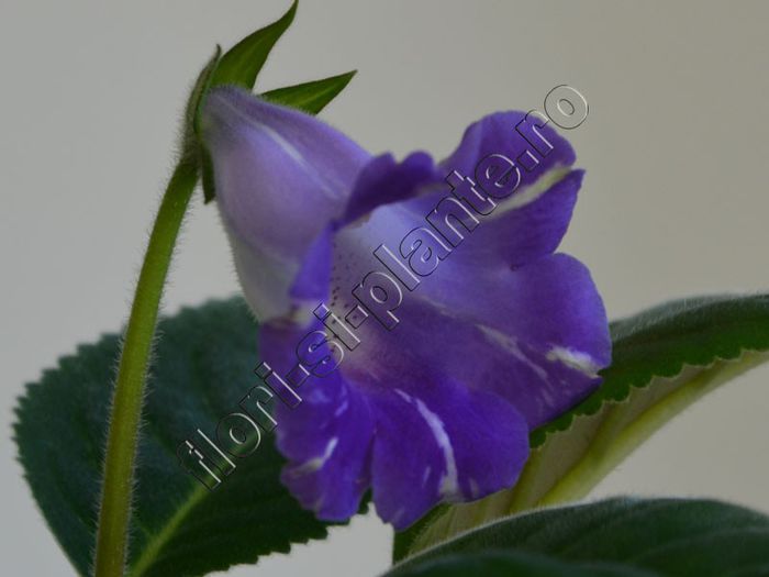 Sinningia Luci s Spots on Ametist Bell