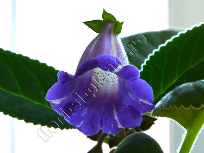 Sinningia Luci s Spots on Ametist Bell