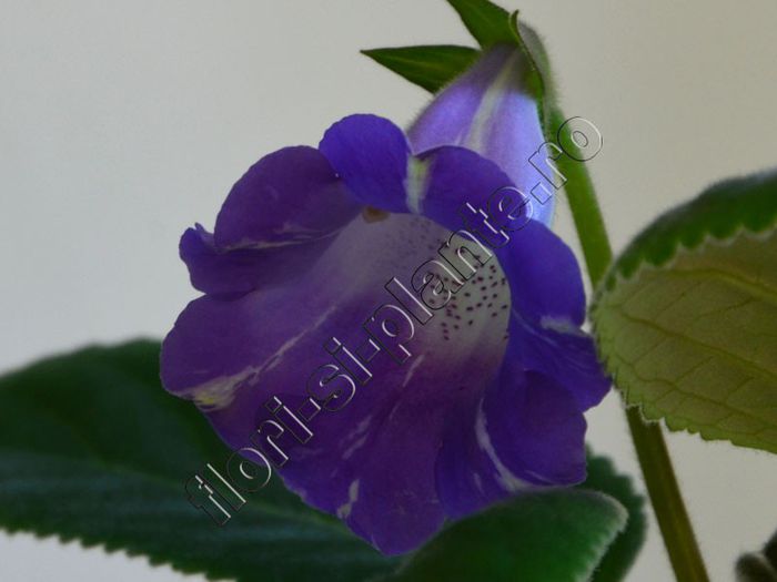 Sinningia Luci s Spots on Ametist Bell