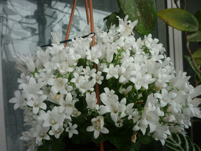 Campanula alba