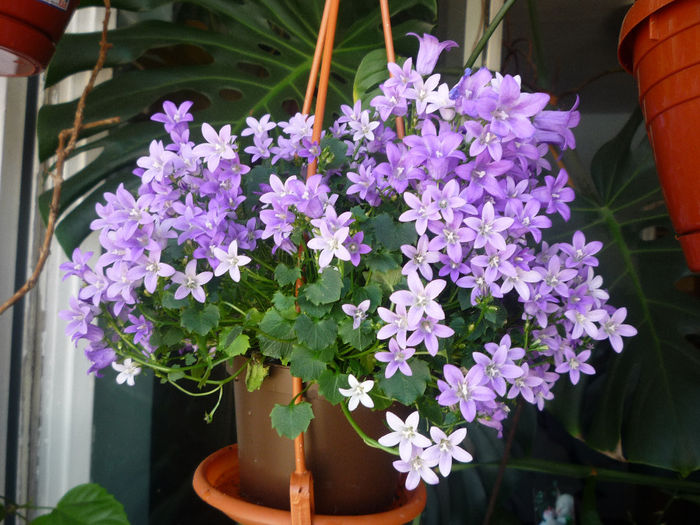 Campanula - Flori 2014