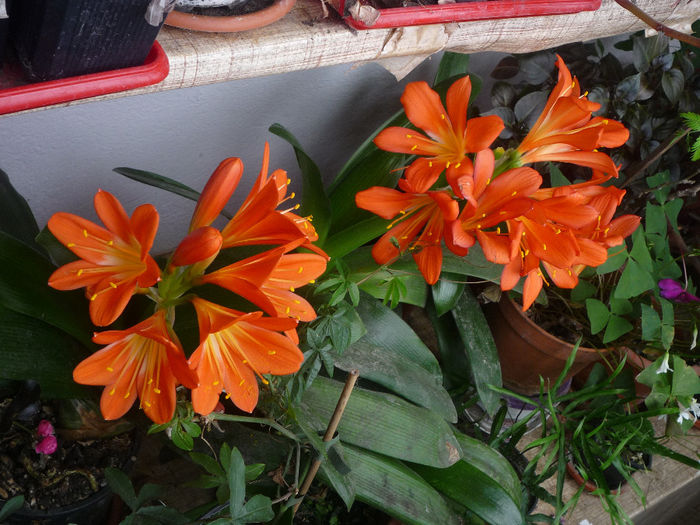 Clivia - Flori 2014