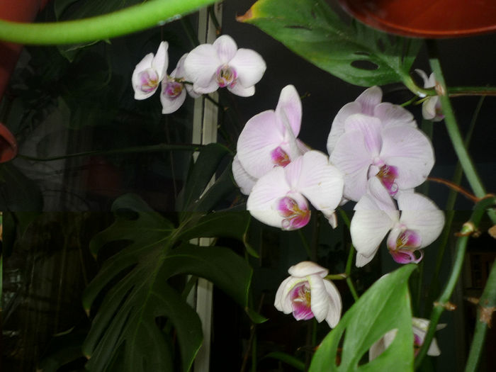 Orhidee 1 - Flori 2014